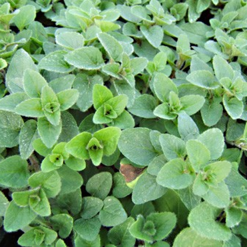 Marjolaine Origanum Marjorana Marjolaine Origanum Marjorana