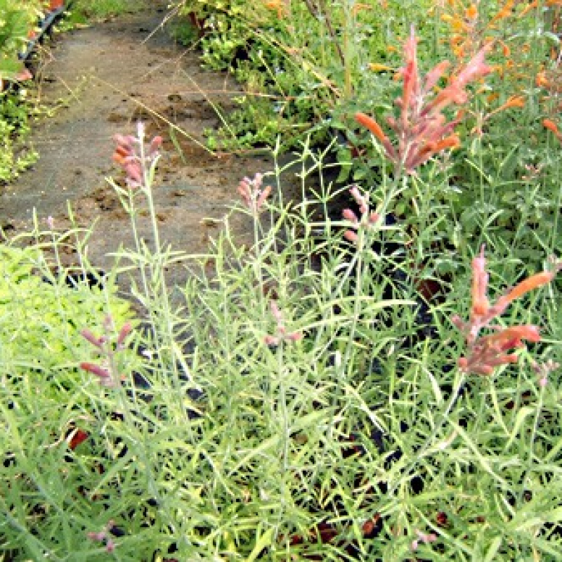 Agastache rupestre Agastache rupestre