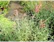 Agastache rupestre Agastache rupestre