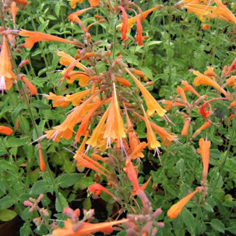 Agastache dorée