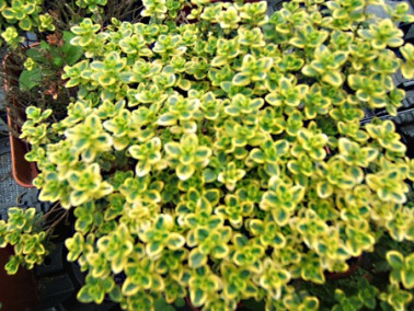 Thym citron panaché doré Thym citron panaché doré