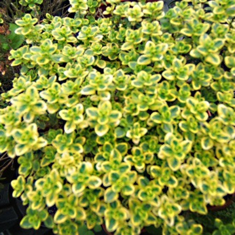 Thym citron panaché doré Thym citron panaché doré