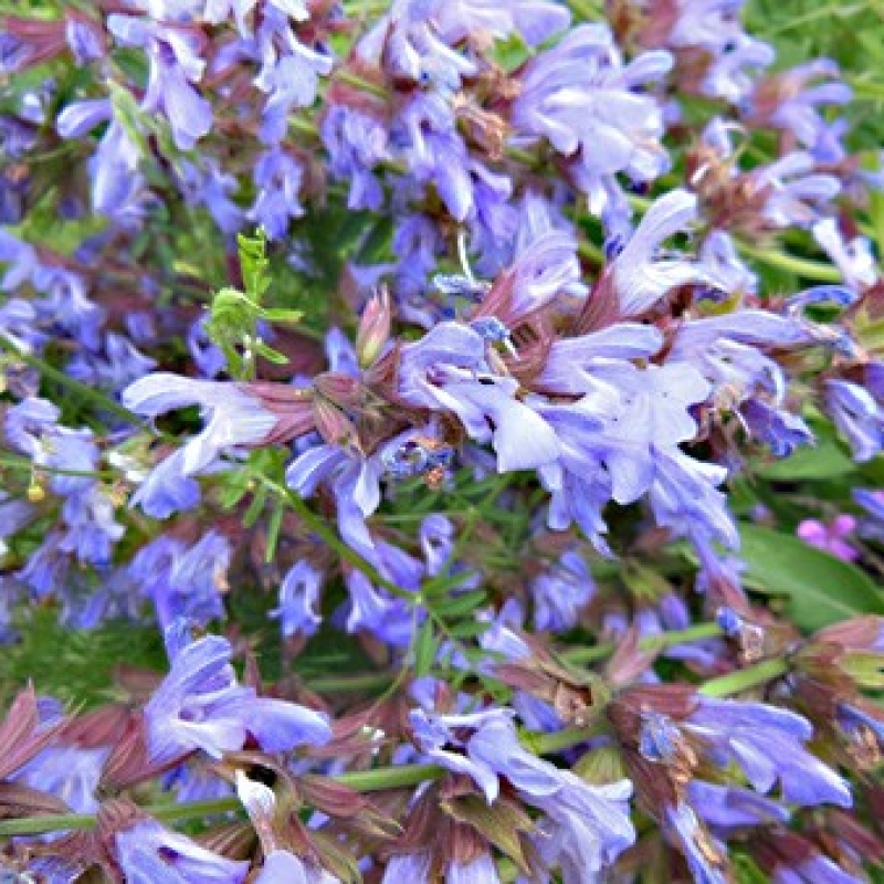 Sauge officinale