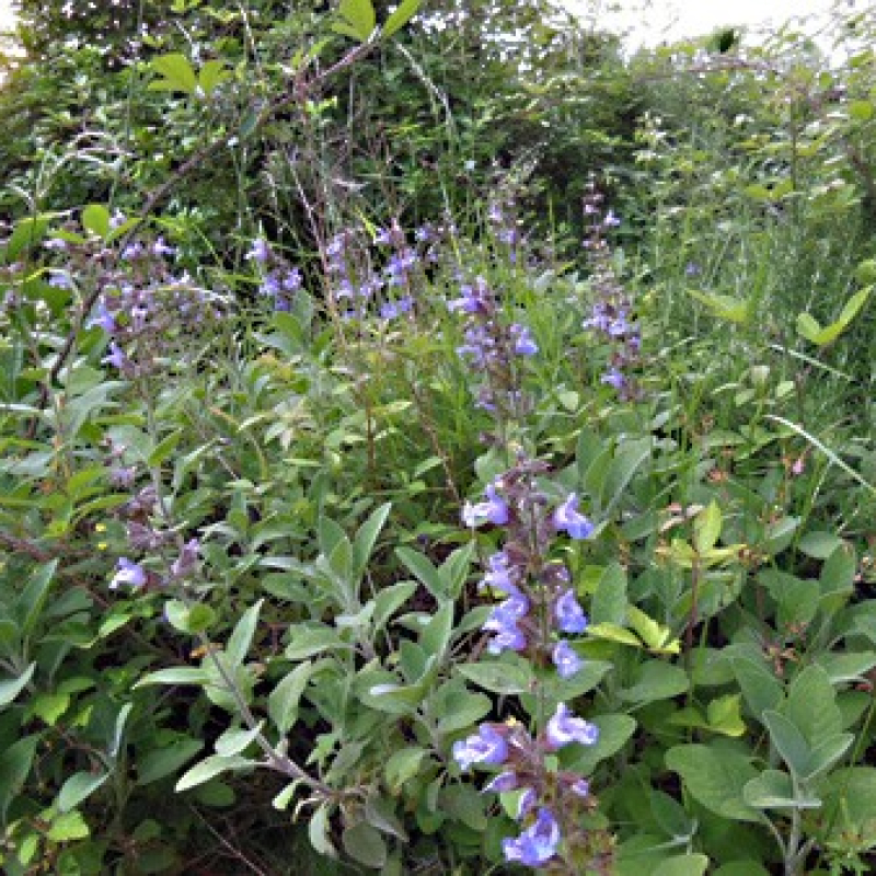 Sauge officinale en fleur au jardin