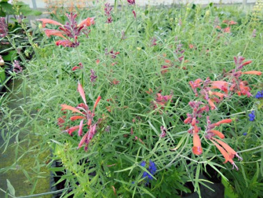 Agastache rupestre Agastache rupestre
