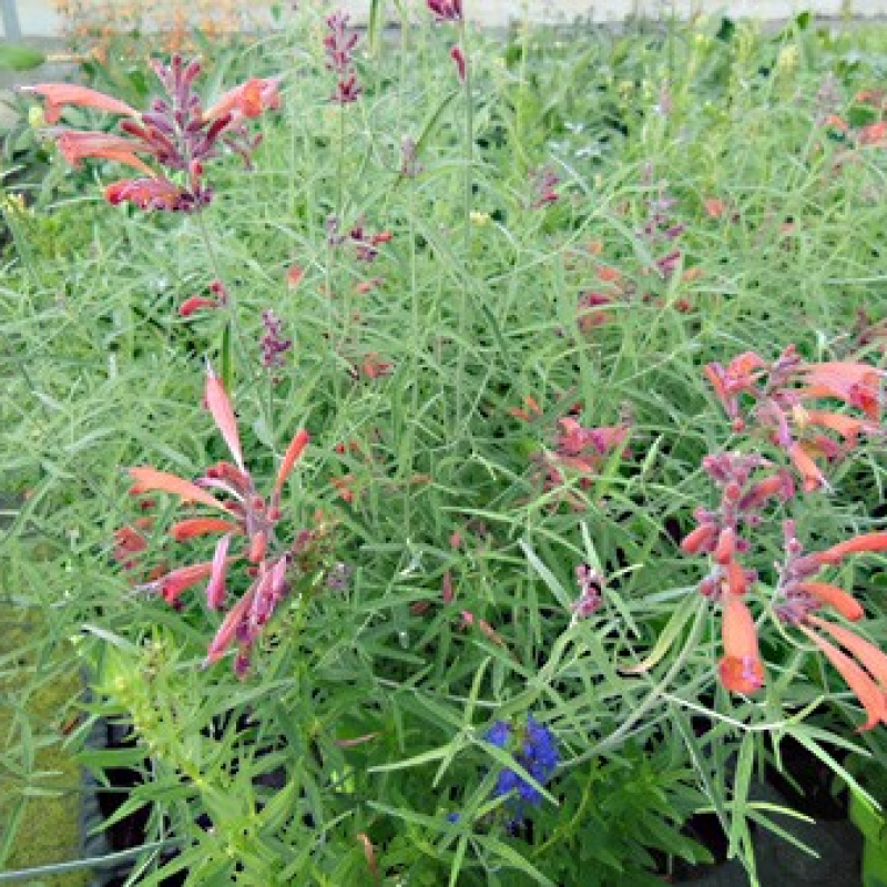 Agastache rupestre Agastache rupestre