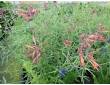 Agastache rupestre Agastache rupestre