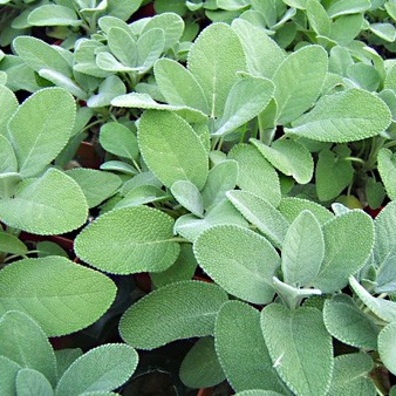 Sauge officinale
