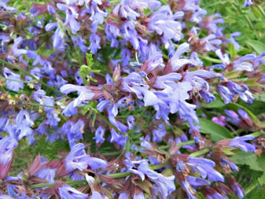 Sauge officinale