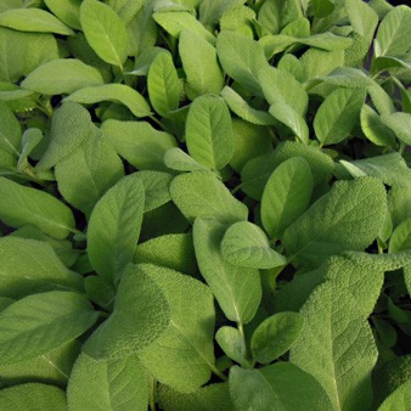 Sauge officinale Berggarten