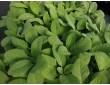 Sauge officinale Berggarten