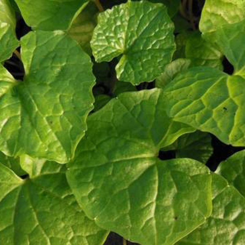 Wasabi