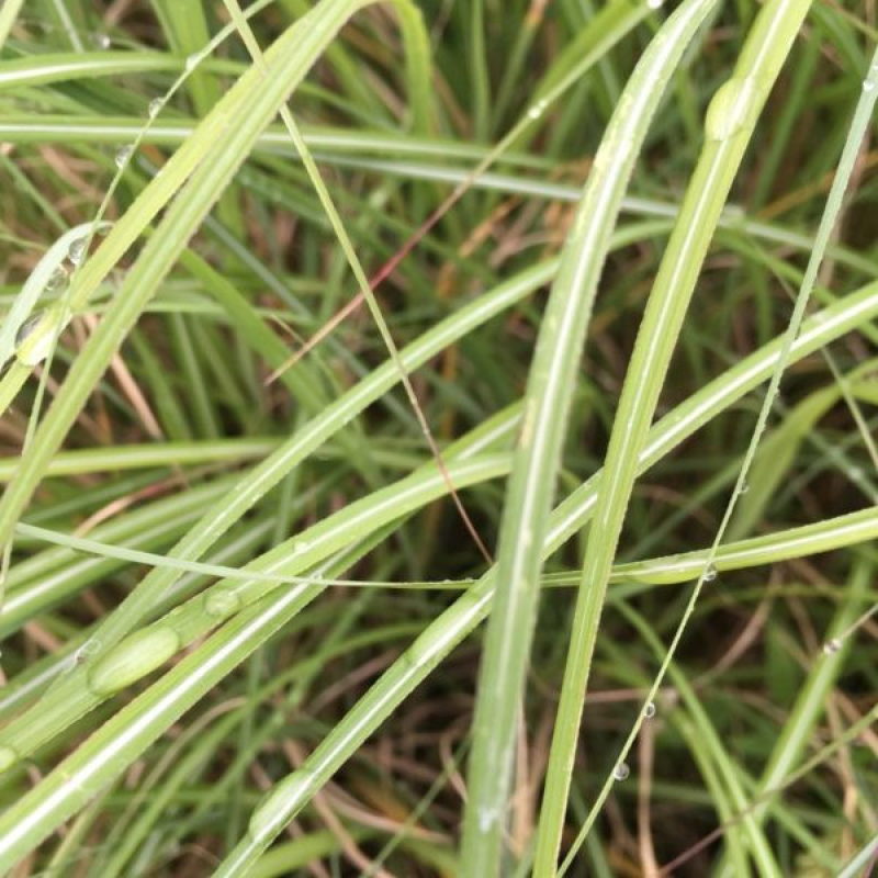 Roseau de Chine - MISCANTHUS sinensis 'Morning Light'