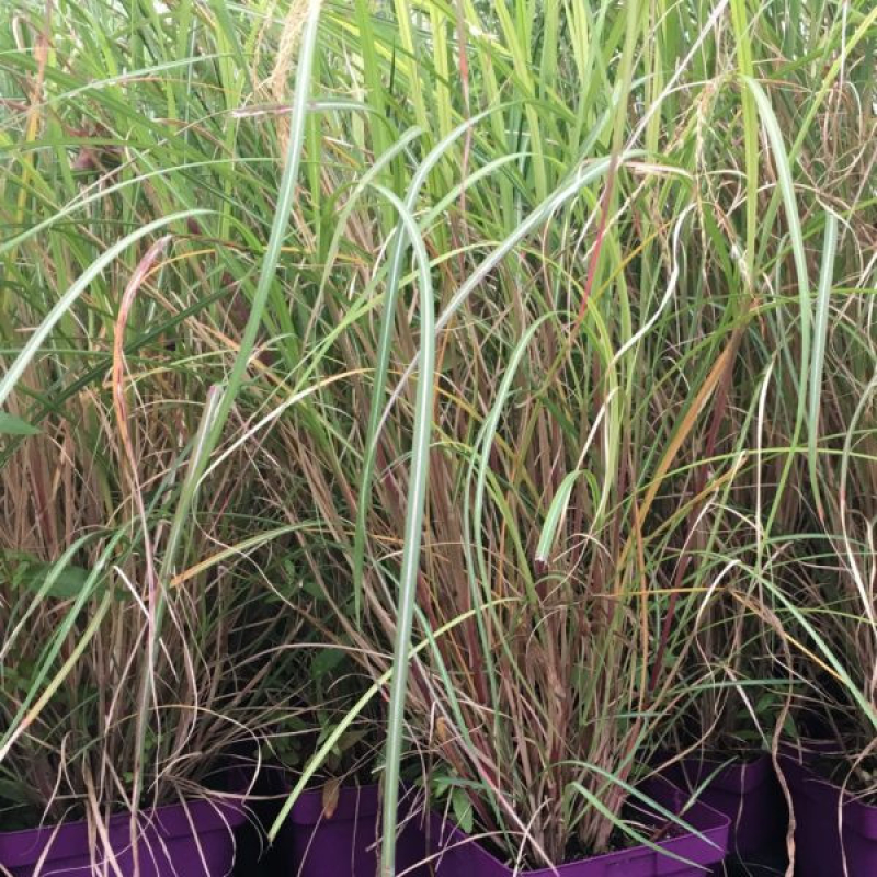 Roseau de Chine - MISCANTHUS sinensis 'Adagio'