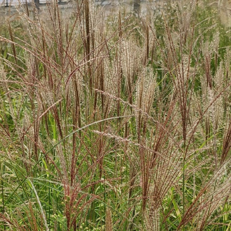 Roseau de Chine - MISCANTHUS sinensis Kleine Silberspinne Roseau de Chine - MISCANTHUS sinensis Kleine Silberspinne
