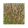 Roseau de Chine - MISCANTHUS sinensis Kleine Silberspinne Roseau de Chine - MISCANTHUS sinensis Kleine Silberspinne