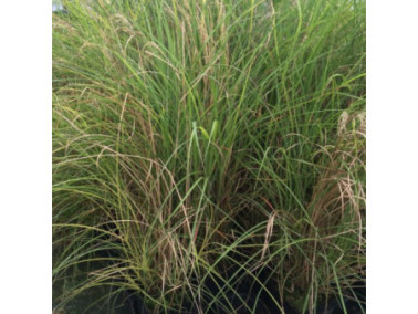 Roseau de Chine - MISCANTHUS sinensis Kleine Silberspinne Roseau de Chine - MISCANTHUS sinensis Kleine Silberspinne