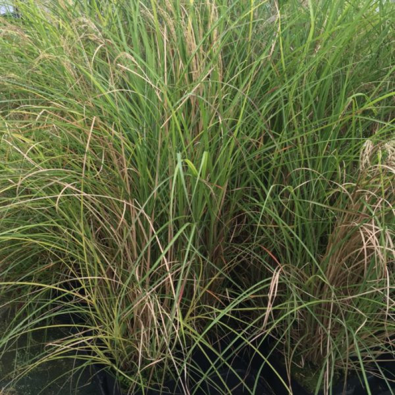 Roseau de Chine - MISCANTHUS sinensis Kleine Silberspinne Roseau de Chine - MISCANTHUS sinensis Kleine Silberspinne