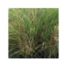 Roseau de Chine - MISCANTHUS sinensis Kleine Silberspinne Roseau de Chine - MISCANTHUS sinensis Kleine Silberspinne