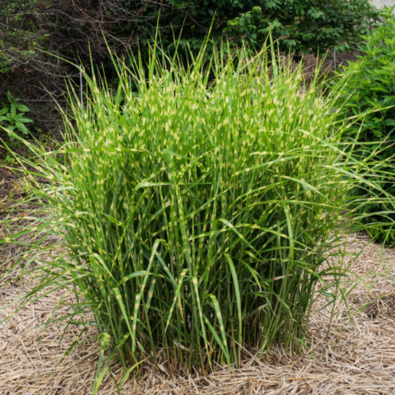 Roseau de Chine 'Zebrinus'