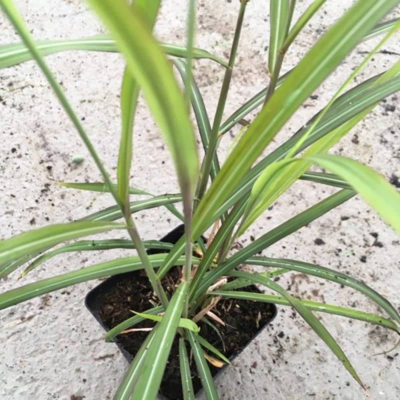 MISCANTHUS sinensis 'Brazil' MISCANTHUS sinensis 'Brazil'