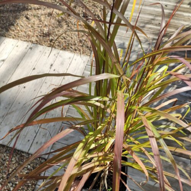 MISCANTHUS sinensis 'Navajo'