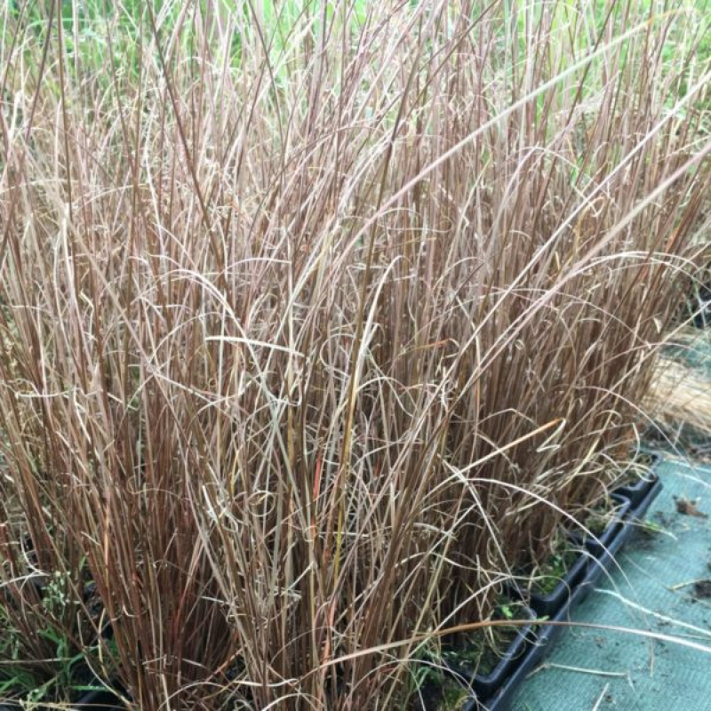 CAREX buchananii Red Rooster CAREX buchananii Red Rooster