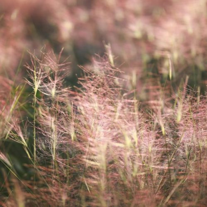 MUHLENBERGIA Capillaris MUHLENBERGIA Capillaris