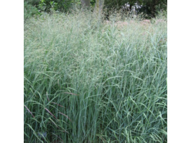 PANICUM virgatum 'Heavy Metal'