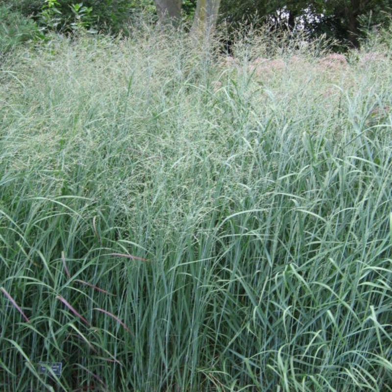 PANICUM virgatum 'Heavy Metal' PANICUM virgatum 'Heavy Metal'