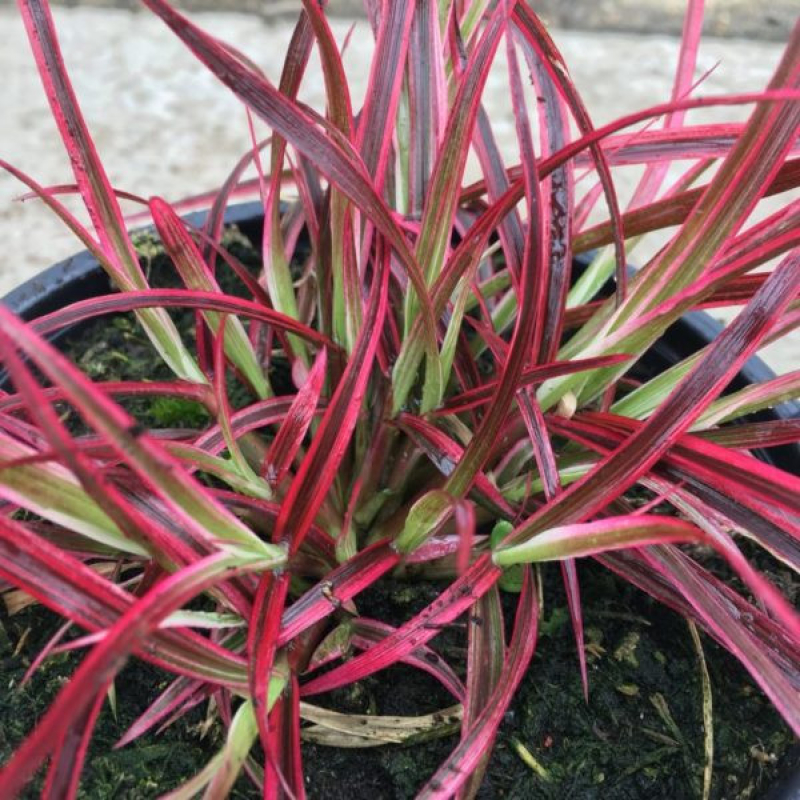 PENNISETUM x advena fireworks