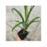 PENNISETUM glaucum purple majesty PENNISETUM glaucum purple majesty