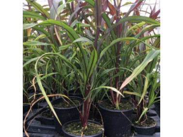 PENNISETUM glaucum purple majesty PENNISETUM glaucum purple majesty