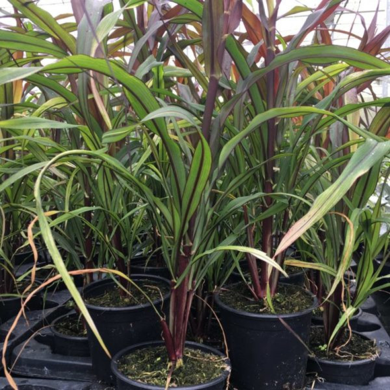 PENNISETUM glaucum purple majesty PENNISETUM glaucum purple majesty