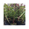 PENNISETUM glaucum purple majesty PENNISETUM glaucum purple majesty