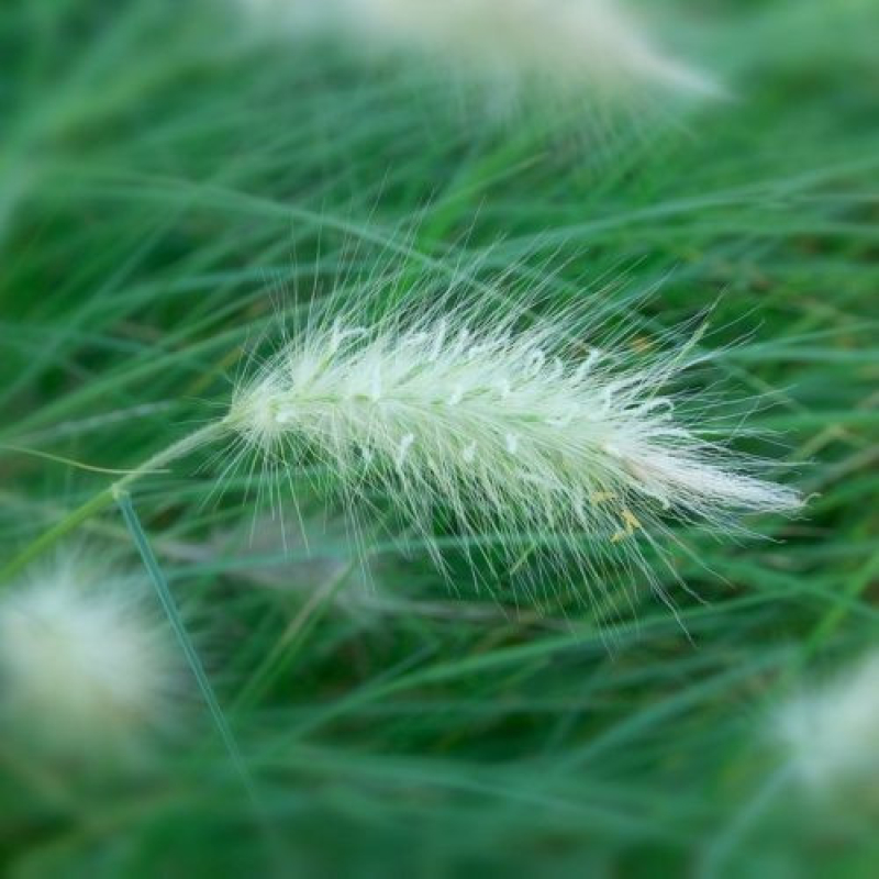 PENNISETUM villosum Cream Falls