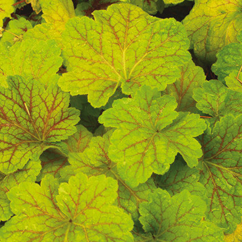 HEUCHERA x hybrida "electra" HEUCHERA x hybrida "electra"