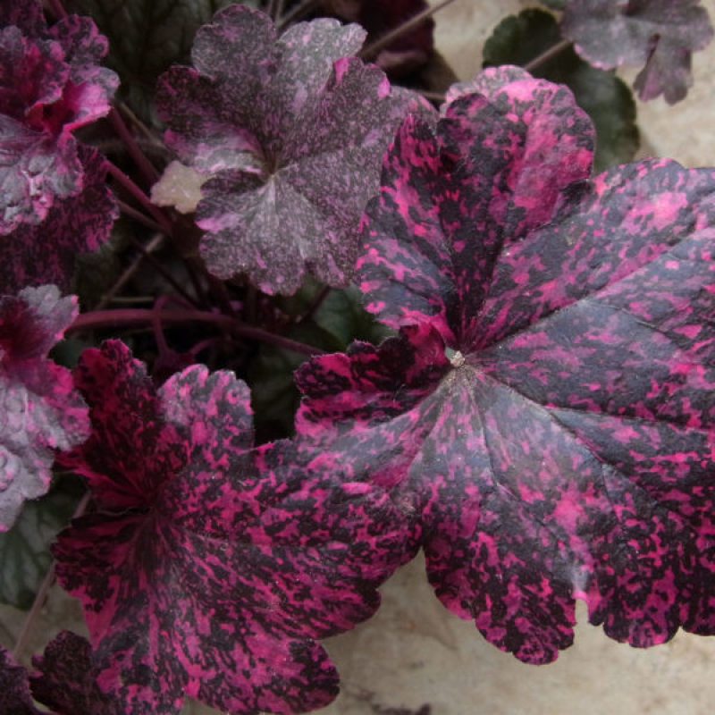 HEUCHERA x hybrida "midnight rose"