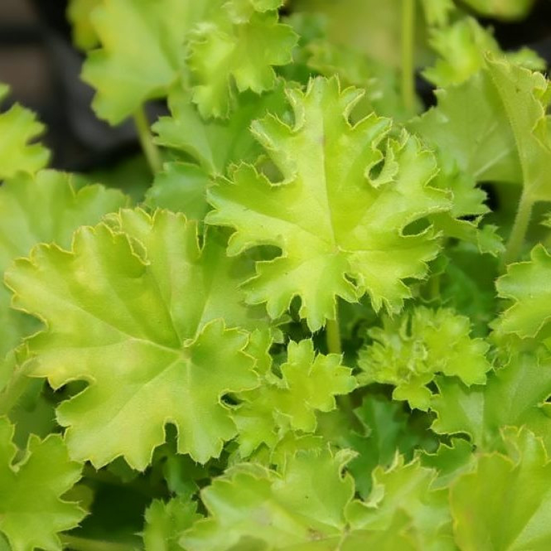 HEUCHERA x hybrida "lime rickey"