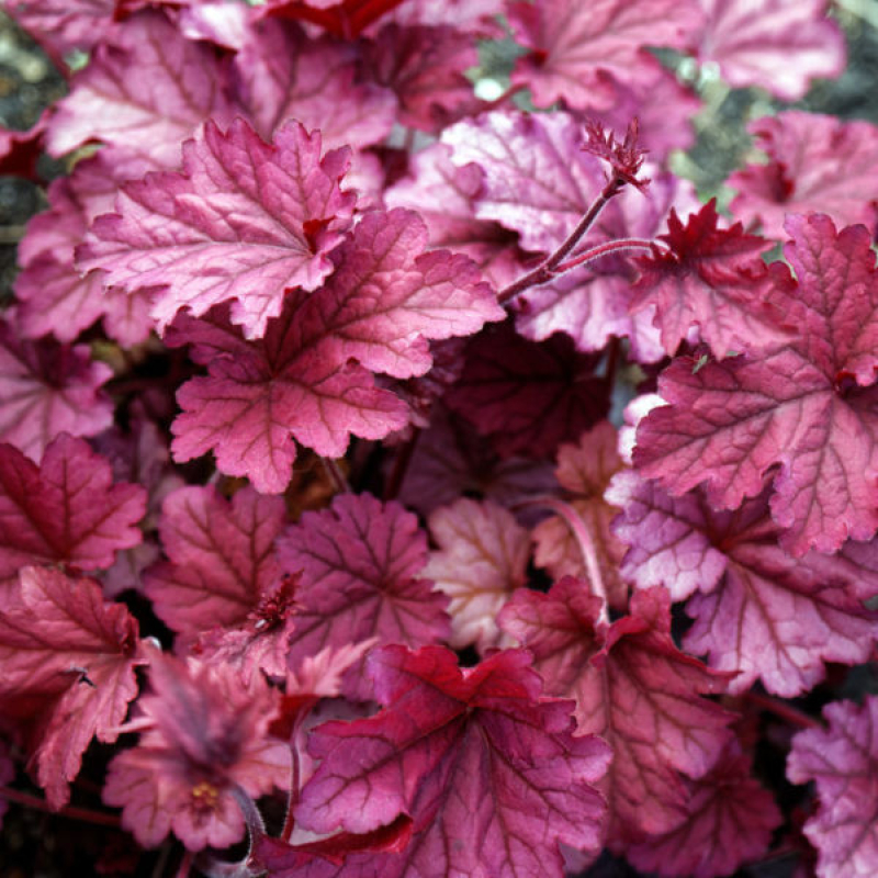 HEUCHERA x hybrida "berry smoothie"