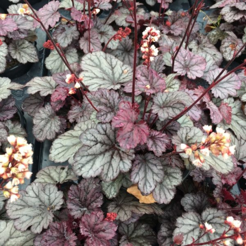 HEUCHERA 'shanghai' HEUCHERA 'shanghai'