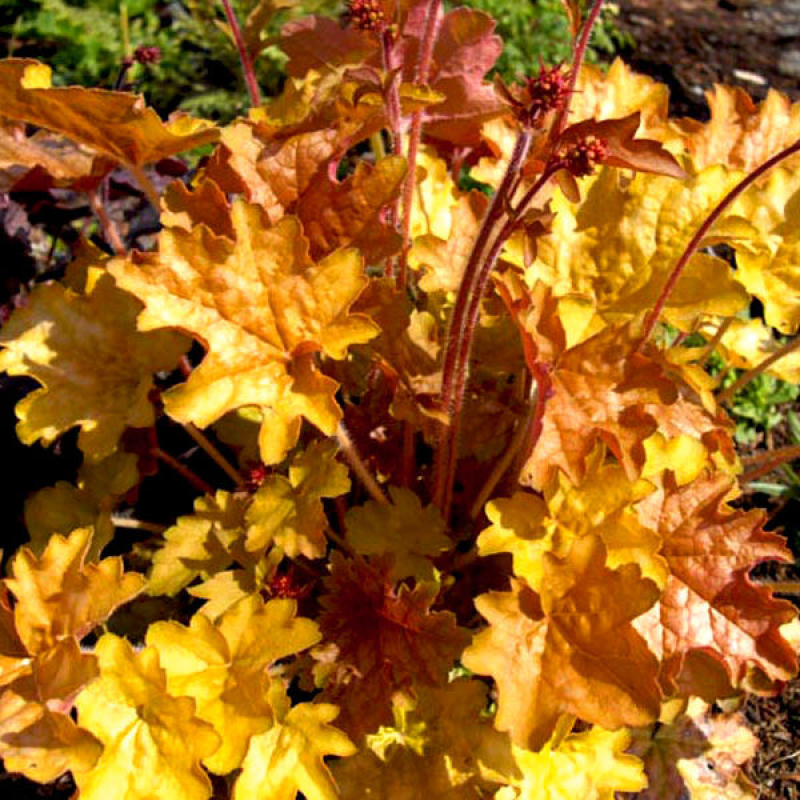 HEUCHERA x hybrida "Ginger Ale" HEUCHERA x hybrida "Ginger Ale"