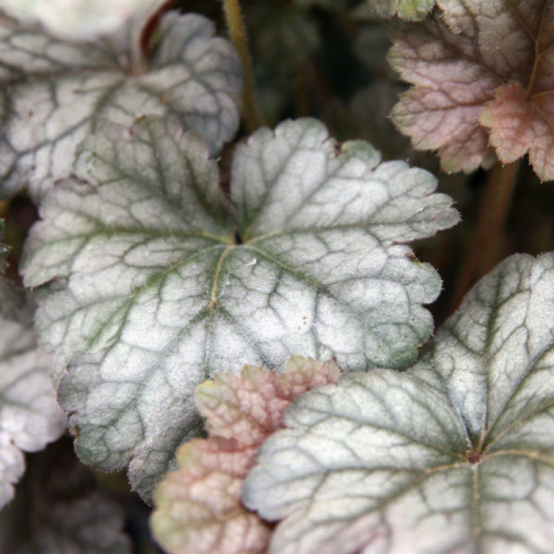 HEUCHERA x hybrida 'cinnabar silver' HEUCHERA x hybrida 'cinnabar silver'