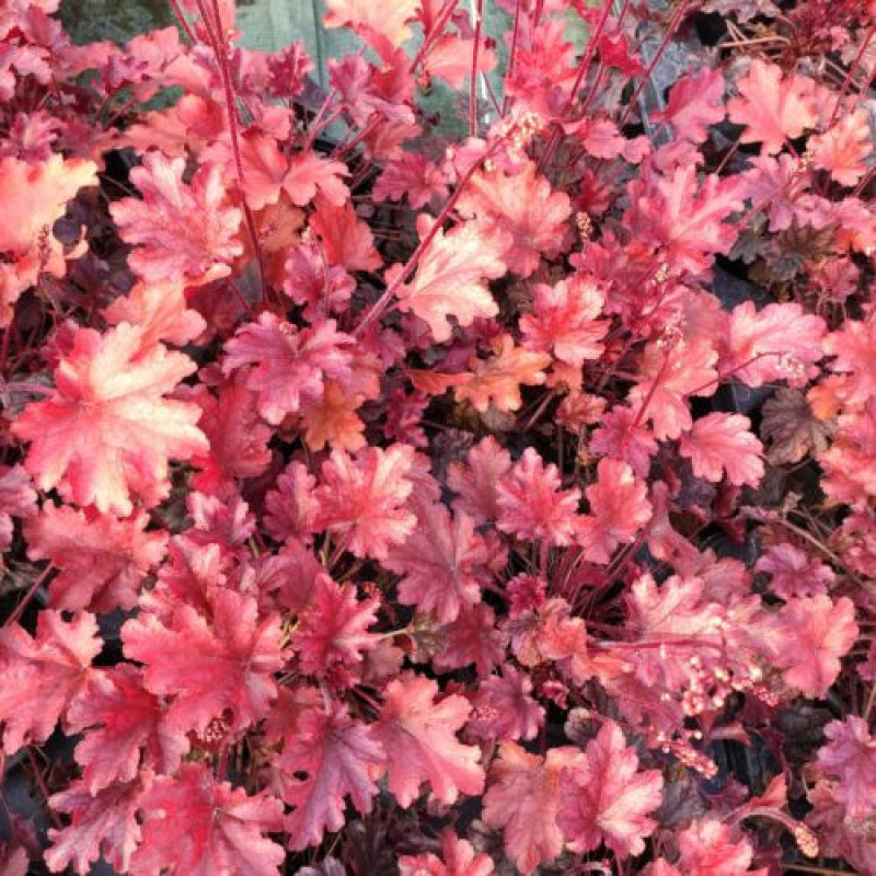 HEUCHERA x hybrida 'peach flambé' HEUCHERA x hybrida 'peach flambé'