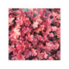 HEUCHERA x hybrida 'peach flambé' HEUCHERA x hybrida 'peach flambé'