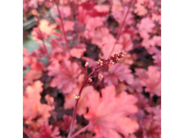 HEUCHERA x hybrida 'peach flambé' HEUCHERA x hybrida 'peach flambé'