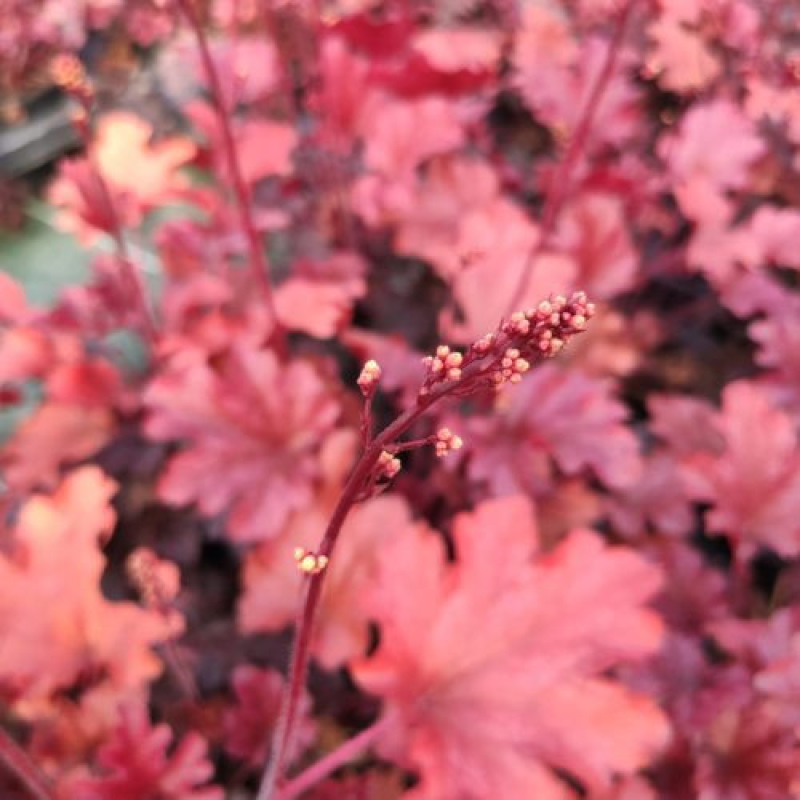 HEUCHERA x hybrida 'peach flambé' HEUCHERA x hybrida 'peach flambé'