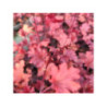 HEUCHERA x hybrida 'peach flambé' HEUCHERA x hybrida 'peach flambé'