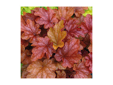 HEUCHERA x hybrida 'peach flambé' HEUCHERA x hybrida 'peach flambé'
