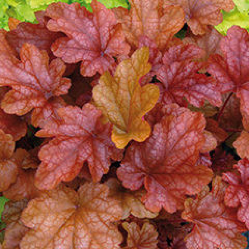HEUCHERA x hybrida 'peach flambé' HEUCHERA x hybrida 'peach flambé'